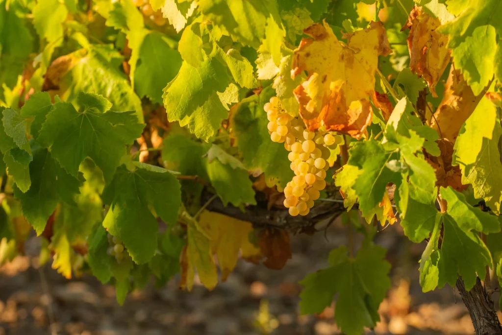 Uva blanca Bodega Ignacio Marín